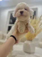 Gasper, a male Maltipoo for sale in Dallas, TX – 1 of 4