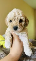 Pocket Maltipoos, a male Maltipoo for sale in Dallas, TX – Photo 3 of 3