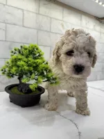 Baxter, a male Maltipoo for sale in Dallas, TX – 6 of 6