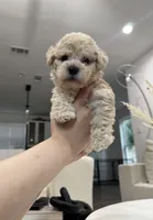 Oliver, a male Maltipoo for sale in Dallas, TX – 4 of 4