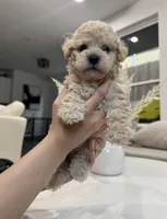 Oliver, a male Maltipoo for sale in Dallas, TX – 1 of 4