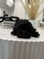 Chloe, a female Maltipoo for sale in Dallas, TX – 5 of 5