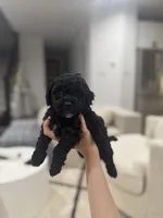 Luna, a female Poodle - Toy  for sale in Dallas, TX – 4 of 5
