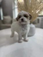 Heidi, a female Shihpoo for sale in Dallas, TX – 4 of 4