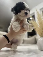 Daisy, a female Maltipoo for sale in Dallas, TX – 4 of 5