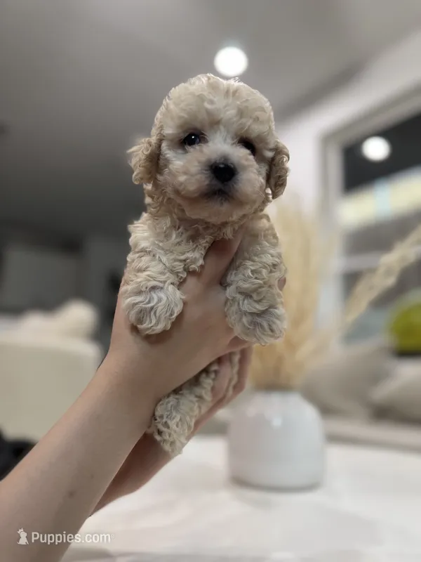 Archie – Maltipoo puppy for sale in Dallas, TX