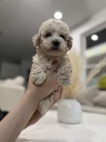 Archie, a male Maltipoo for sale in Dallas, TX – 1 of 4
