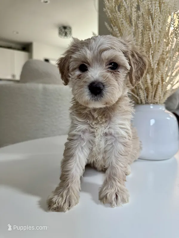 Zoe – Maltipoo puppy for sale in Dallas, TX