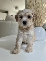 Zoe, a female Maltipoo for sale in Dallas, TX – 1 of 4