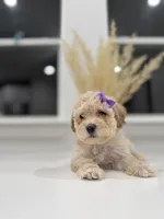 Dixie, a female Maltipoo for sale in Dallas, TX – 5 of 5