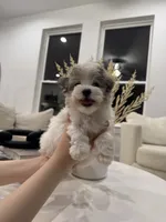 Charlie, a male Maltipoo for sale in Dallas, TX – 4 of 7