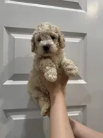 Baxter, a male Maltipoo for sale in Dallas, TX – 3 of 6