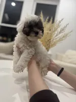 Bentley, a male Maltipoo for sale in Dallas, TX – 3 of 5