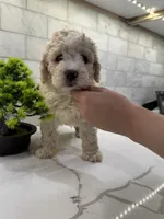 Baxter, a male Maltipoo for sale in Dallas, TX – 2 of 6