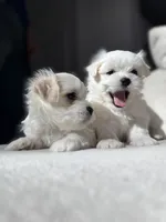 Gasper, a male Maltese for sale in Dallas, TX – 3 of 4