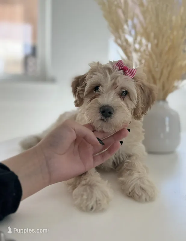 Gracie – Maltipoo puppy for sale in Dallas, TX