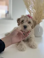 Gracie, a female Maltipoo for sale in Dallas, TX – 1 of 4