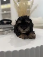 Onyx, a male Maltipoo for sale in Dallas, TX – 2 of 4