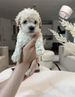 Olivia, a female Maltipoo for sale in Dallas, TX – 2 of 5