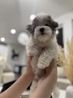 Charlie, a male Maltipoo for sale in Dallas, TX – 5 of 7