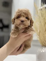Rocky, a male Poodle - Toy  for sale in Dallas, TX – 3 of 4