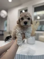 Daisy, a female Maltipoo for sale in Dallas, TX – 5 of 5