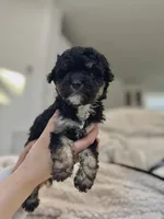 Moose, a male Maltipoo for sale in Dallas, TX – Photo 1 of 3