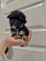 Moose, a male Maltipoo for sale in Dallas, TX – Photo 3 of 3