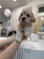 Daisy, a female Maltipoo for sale in Dallas, TX – 4 of 5