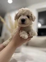 Otis, a male Maltipoo for sale in Dallas, TX – 2 of 4