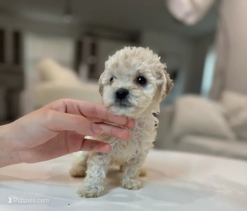 Olivia – Maltipoo puppy for sale in Dallas, TX