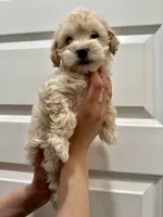 Mindy, a female Maltipoo for sale in Dallas, TX – 3 of 3