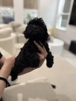 Chloe, a female Maltipoo for sale in Dallas, TX – 4 of 5