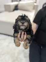 Onyx, a male Maltipoo for sale in Dallas, TX – 1 of 4