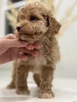 Rocky, a male Poodle - Toy  for sale in Dallas, TX – 4 of 4