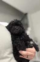 Chloe, a female Maltipoo for sale in Dallas, TX – 2 of 5