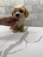 Cooper, a male Maltipoo for sale in Dallas, TX – 4 of 5