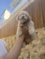 Bailey, a male Maltipoo for sale in Dallas, TX – 3 of 4
