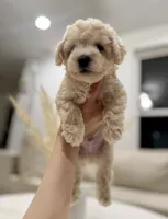 Otis, a male Maltipoo for sale in Dallas, TX – 4 of 4