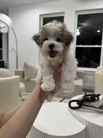 Charlie, a male Maltipoo for sale in Dallas, TX – 6 of 7