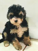 Cockapoo’s, a male Cockapoo for sale in Dallas, TX – Photo 2 of 6