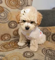 Cockapoo’s, a male Cockapoo for sale in Dallas, TX – Photo 3 of 6