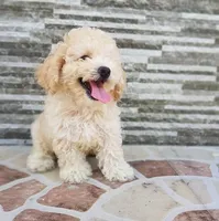 Cockapoo’s, a male Cockapoo for sale in Dallas, TX – Photo 1 of 6