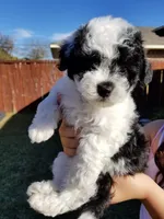 Cockapoo’s, a male Cockapoo for sale in Dallas, TX – Photo 4 of 6