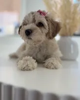 Gracie, a female Maltipoo for sale in Dallas, TX – 4 of 4