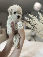 Olivia, a female Maltipoo for sale in Dallas, TX – 5 of 5