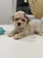 Dixie, a female Maltipoo for sale in Dallas, TX – 1 of 5