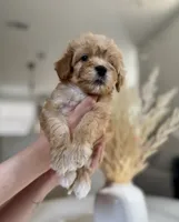 Tucker, a male Maltipoo for sale in Dallas, TX – 4 of 4
