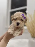Dixie, a female Maltipoo for sale in Dallas, TX – 4 of 5
