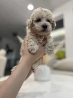 Archie, a male Maltipoo for sale in Dallas, TX – 3 of 3